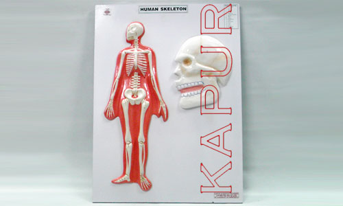 Human Skeleton